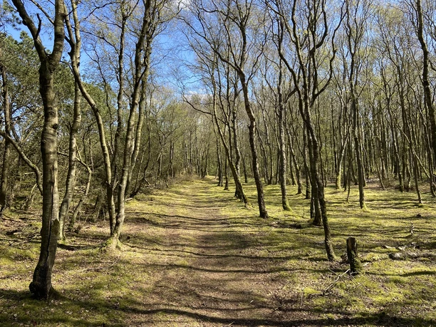 Sagenhaftes Morsumer Wäldchen