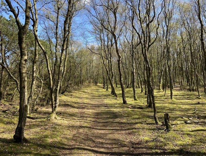 Sagenhaftes Morsumer Wäldchen