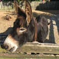 Esel im Tierpark