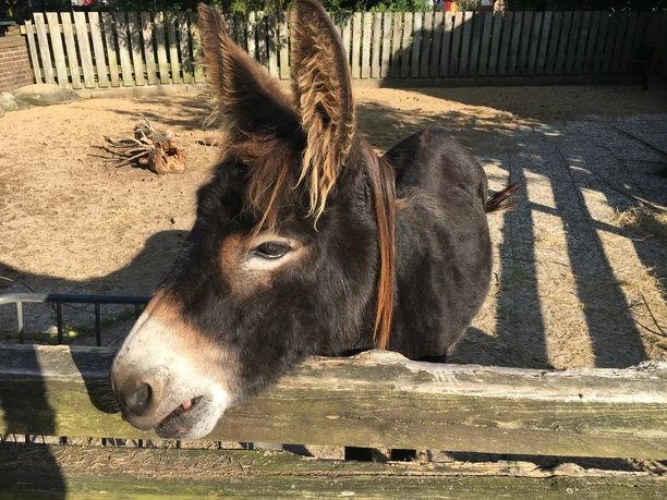 Esel im Tierpark
