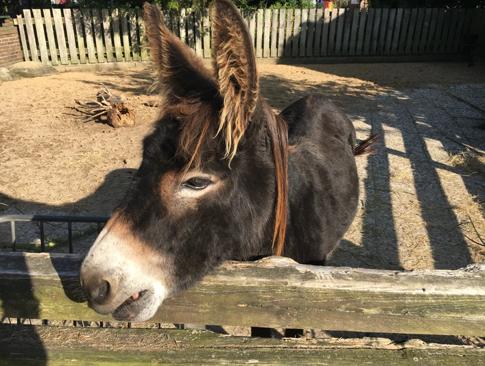 Esel im Tierpark
