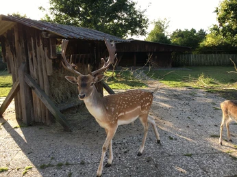 Hirsch im Sylter Tierpark