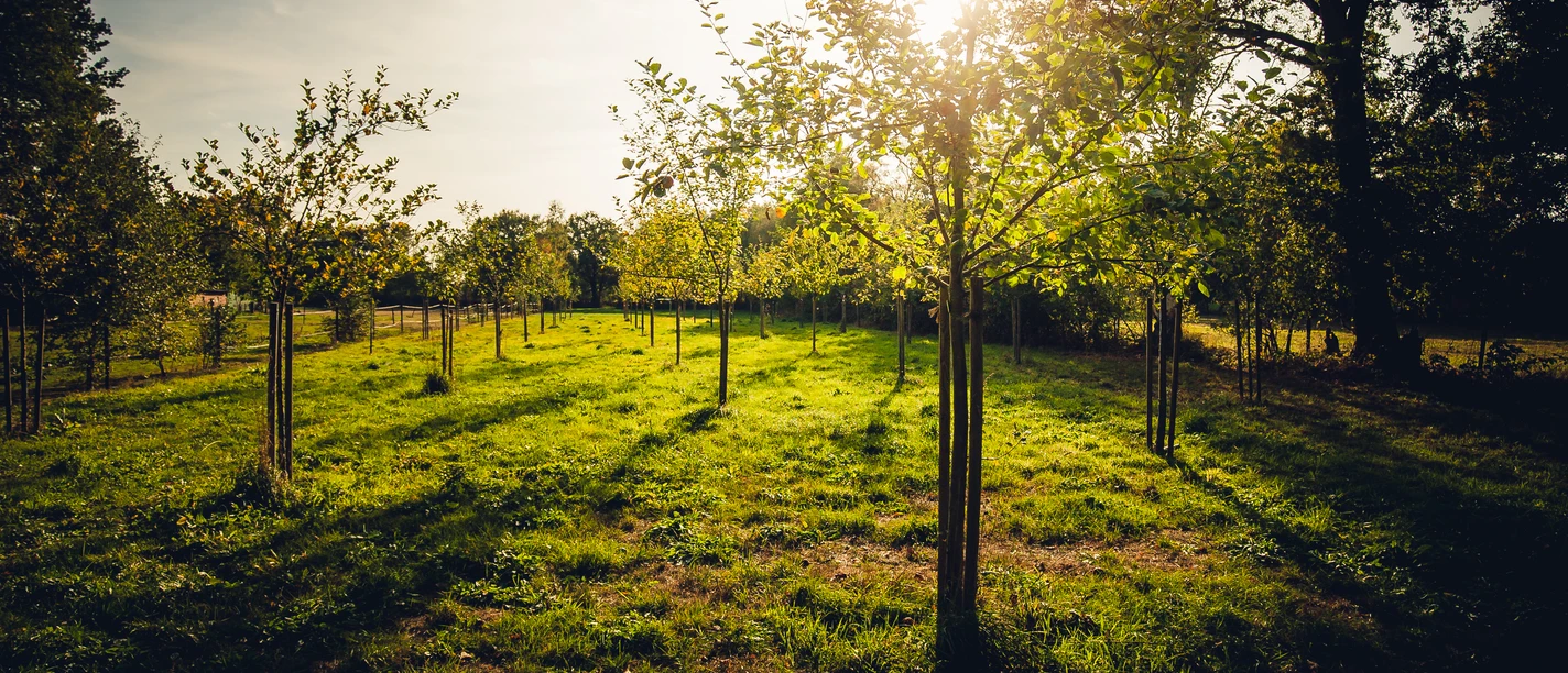 Hochzeits_und_Geburtenwald Hochzeits und Geburtenwald