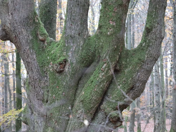 Fünffingerlinde in Arkebek