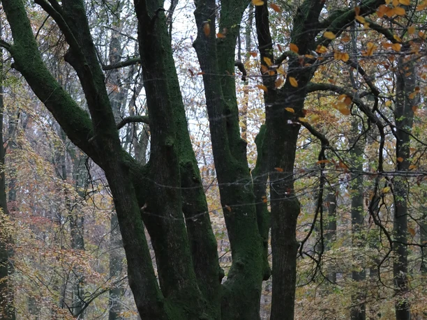 Fünffingerlinde Region Albersdorf