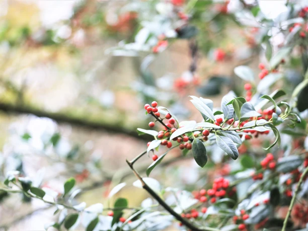Baumgarten im Luftkurort Burg/Dithmarschen