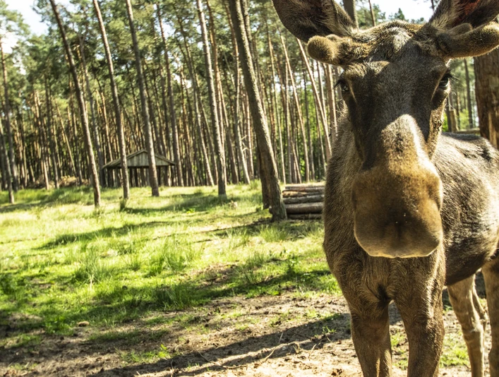 elchbulle-im-elchgehege