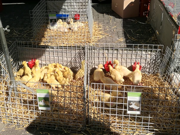 Vieh- und Krammarkt in Waldbröl <p>Gelbe Küken in Gitterboxen auf Stroh in einer sonnigen Umgebung ausgestellt.</p>