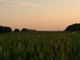 Domblick Breite Sonnenuntergang über einem grünen Maisfeld, umgeben von Bäumen und einem klaren Himmel.