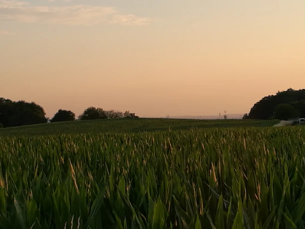 Domblick Breite Sonnenuntergang über einem grünen Maisfeld, umgeben von Bäumen und einem klaren Himmel.