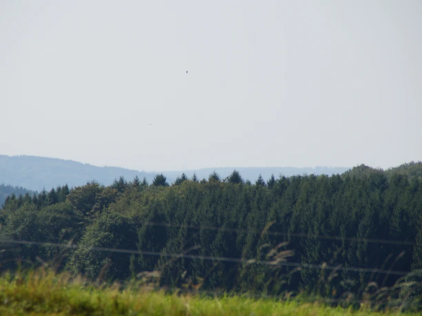 Domblick Isenburg Blick auf bewaldete Hügel unter klarem Himmel im Vordergrund saftige Wiesen und grüne Baumkronen.