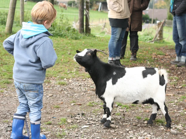 Erlebniswelt Bauernhof Ein Kind in blauer Kleidung steht auf einem Bauernhof und betrachtet neugierig eine schwarz-weiße Ziege.