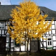 Fachwerkensemble in Holpe Fachwerkhaus mit gelbem Herbstbaum im Vordergrund, blauer Himmel, harmonische ländliche Szene.