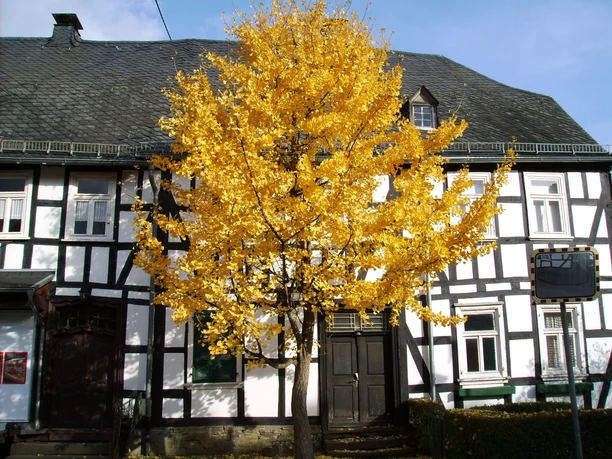 Fachwerkensemble in Holpe Fachwerkhaus mit gelbem Herbstbaum im Vordergrund, blauer Himmel, harmonische ländliche Szene.