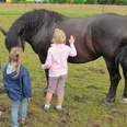 Klosterhof Bünghausen Drei Kinder streicheln ein großes, schwarzes Pferd auf einer grünen Wiese.