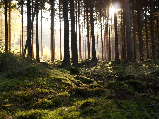 Blick zwischen Bäume Sonnenlicht durchflutet einen dichten Wald mit moosbedecktem Boden und hohen, geraden Baumstämmen.