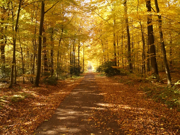 Waldweg Ein mit goldenen Herbstblättern bedeckter Waldweg in einem sonnendurchfluteten Laubwald.