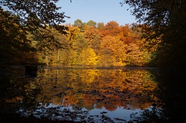 Kettners Weiher im Königsforst Stimmungsvoller Herbstwald spiegelt sich in ruhigem See. Bunte Blätter in Gelb, Orange, Rot und Grün.