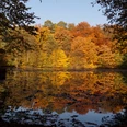 Kettners Weiher im Königsforst Stimmungsvoller Herbstwald spiegelt sich in ruhigem See. Bunte Blätter in Gelb, Orange, Rot und Grün.