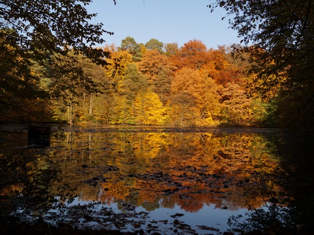 Kettners Weiher im Königsforst Stimmungsvoller Herbstwald spiegelt sich in ruhigem See. Bunte Blätter in Gelb, Orange, Rot und Grün.
