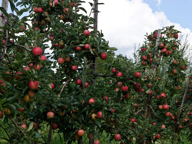 Mediendatei Reife rote Äpfel hängen dicht an üppigen Zweigen in einem sonnigen Obstgarten.