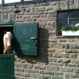 Mediendatei Helles Pferd blickt aus grün lackierter Stalltür, Steinwand mit Fenstern und Blumen im Hintergrund.