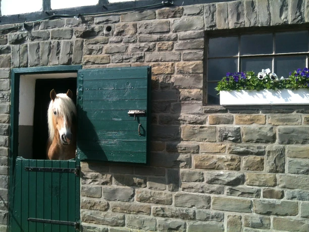 Mediendatei Helles Pferd blickt aus grün lackierter Stalltür, Steinwand mit Fenstern und Blumen im Hintergrund.