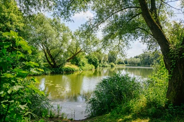 230626_besimmazhiqi-270.jpg Ein ruhiger See umgeben von üppigem Grün und hängenden Baumzweigen unter einem klaren Himmel.
