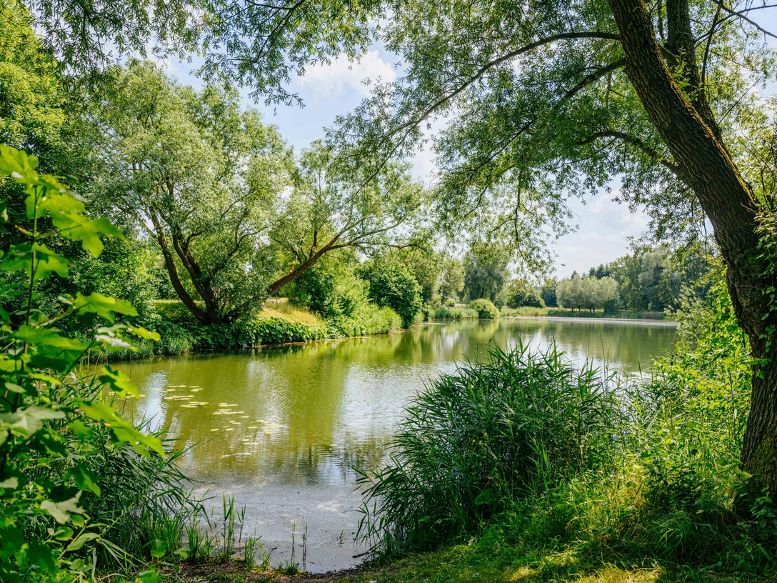 230626_besimmazhiqi-270.jpg Ein ruhiger See umgeben von üppigem Grün und hängenden Baumzweigen unter einem klaren Himmel.