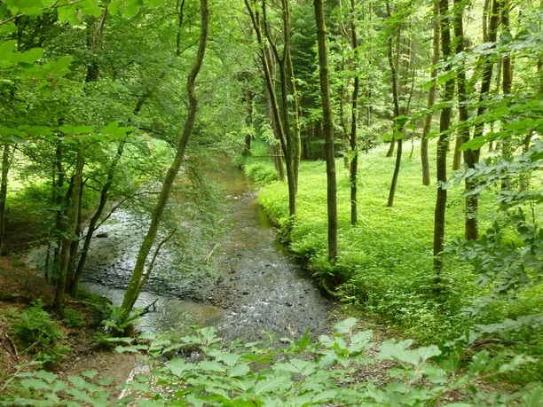 malerisches Eifgenbachtal Ein Wald mit dichtem Blätterdach und ein schmaler Bach schlängelt sich durch die grüne Landschaft.