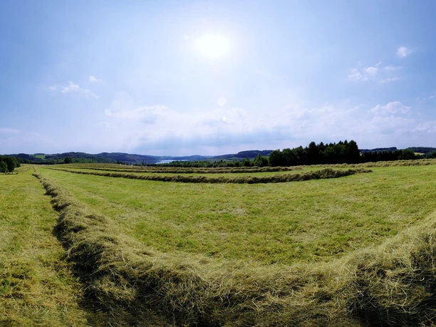 Blick auf die Dhünntalsperre Weite, gepflegte Wiesenlandschaft unter blauem Himmel mit Dominanz der frischen, grünen Natur.