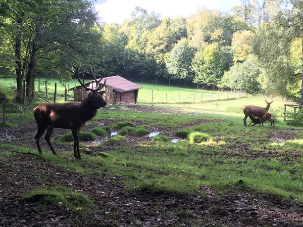Wildpark Hirsche in einem grünen, von Bäumen umgebenen Gehege mit einem kleinen Holzunterstand.
