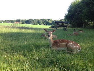 Wildpark Rehe liegen entspannt auf einer grünen Wiese, umgeben von Bäumen und Hecken unter klarem Himmel.
