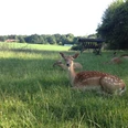 Wildpark Rehe liegen entspannt auf einer grünen Wiese, umgeben von Bäumen und Hecken unter klarem Himmel.