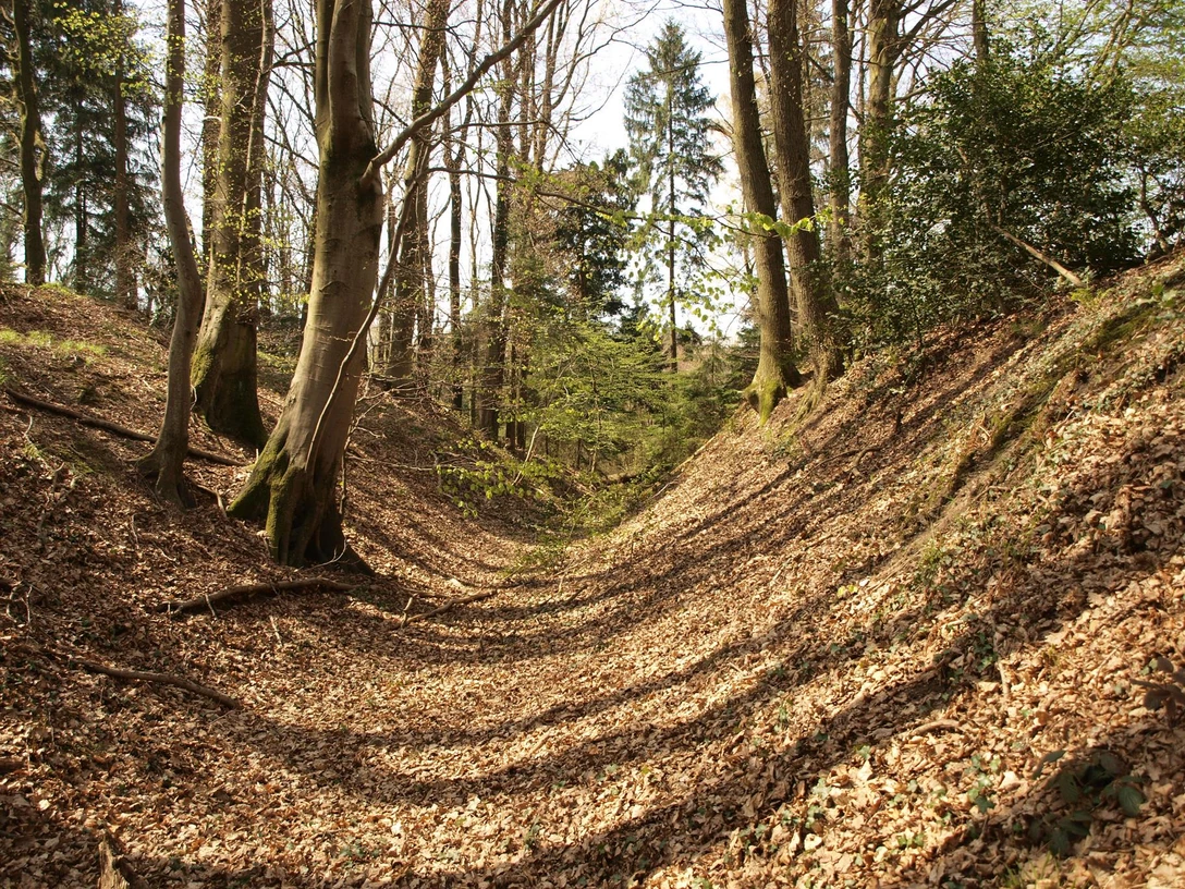 Eifgenburg Ein bewaldeter Graben im Frühlingslicht, bedeckt mit trockenen Blättern und von hohen Bäumen gesäumt.