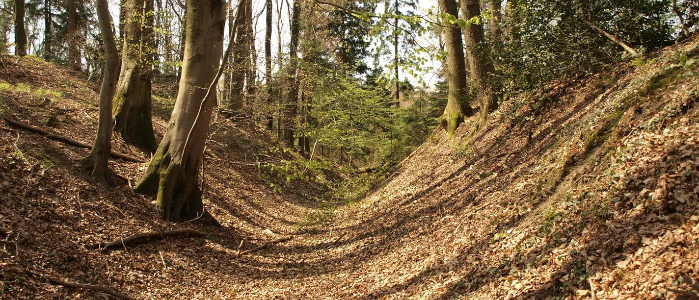 Eifgenburg Ein bewaldeter Graben im Frühlingslicht, bedeckt mit trockenen Blättern und von hohen Bäumen gesäumt.