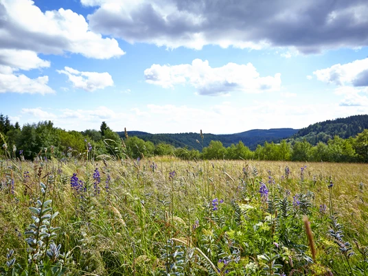 Bergwiesenportal Hohegeiß