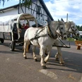 Pferdehof Hacke Zwei weiße Pferde ziehen eine überdachte Kutsche auf einer ländlichen Straße nahe einem Fachwerkhaus.