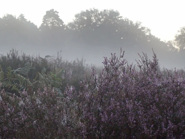 Morgenstimmung Nebelige Heidelandschaft mit lila blühendem Heidekraut im Vordergrund und Bäumen im Hintergrund.
