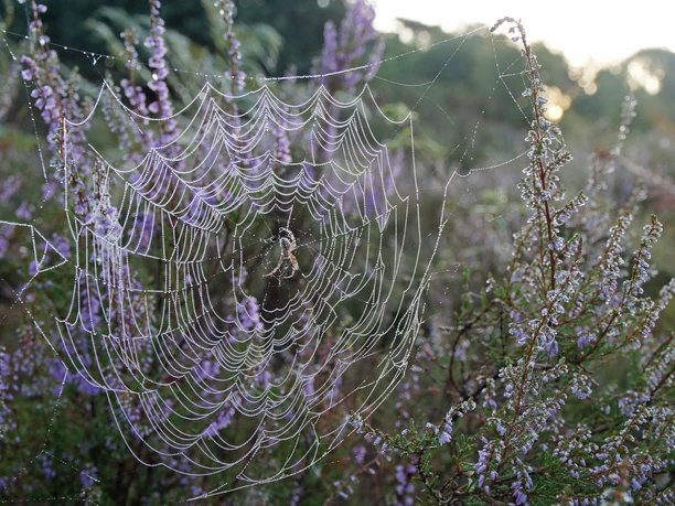 Spinnennetz in der Heide Spinnennetz in Heidekraut-Landschaft mit Tautropfen im Morgenlicht, zeigt zarte Naturdetails.