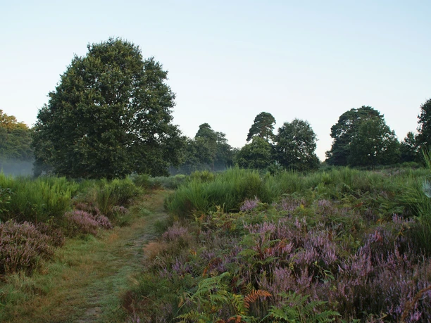 Morgenstimmung Eine idyllische Heidelandschaft mit Pfad, umgeben von Bäumen und blühender violetter Heide im Morgennebel.