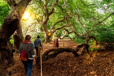 Süntelbuchen Führung