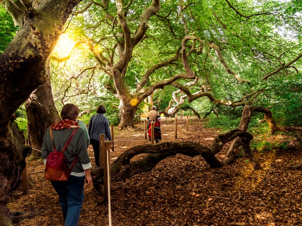 Süntelbuchen Führung