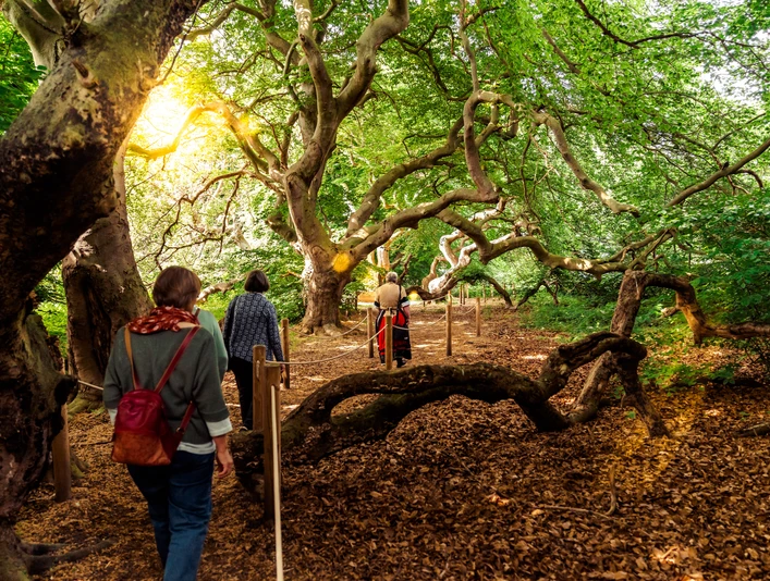 Süntelbuchen Führung