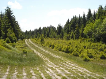 Harzer Grenzweg, Kolonnenweg