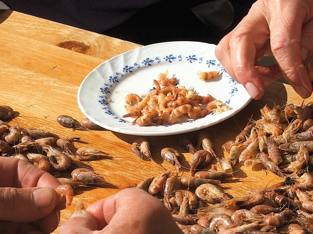 Hände schälen frische Nordseekrabben auf Holztisch, daneben Teller mit bereits gepulten Krabben.