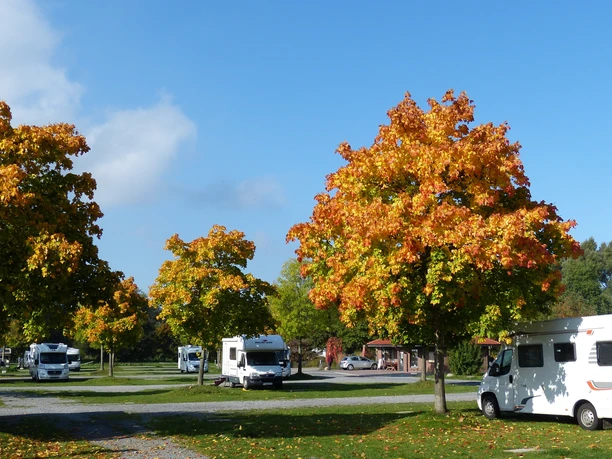 Herbstbunte Bäume überragen Wohnmobile auf dem Stellplatz in Steinhude unter klarem Himmel.