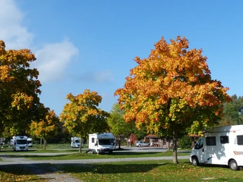 Schattenplätze auf dem Stellplatz Steinhude Herbstbunte Bäume überragen Wohnmobile auf dem Stellplatz in Steinhude unter klarem Himmel.