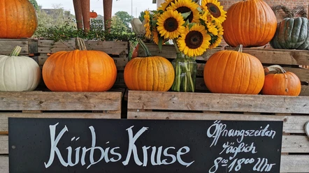 Kürbishof Kruse Kürbisse und Sonnenblumen vor Hofschild
