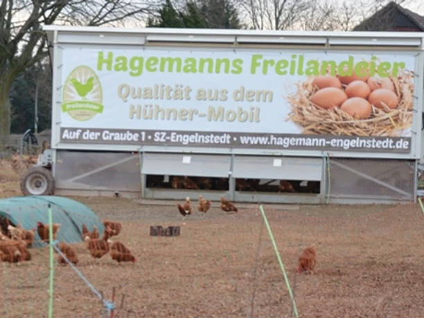 Freilaufende Hühner vor dem Areal des Hofladens Hagemann in Salzgitter-Engelnstedt